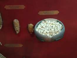 Ancient popcorn