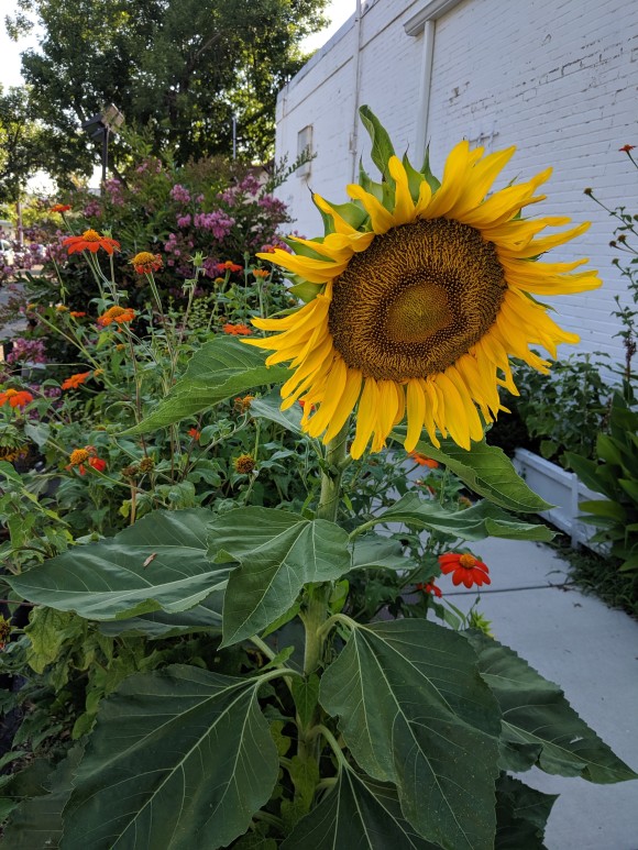 Sunflowers on King St