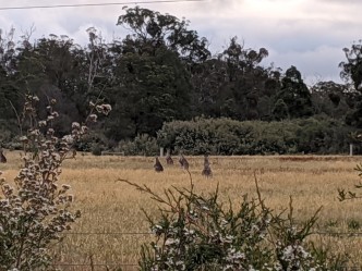 Roadside roos on our road trip